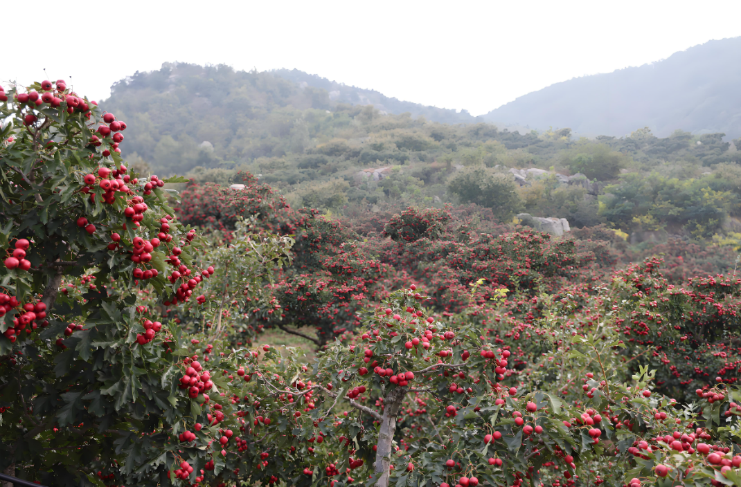 崆鹿堂健康观察：长在高原上的小小山楂维C满满