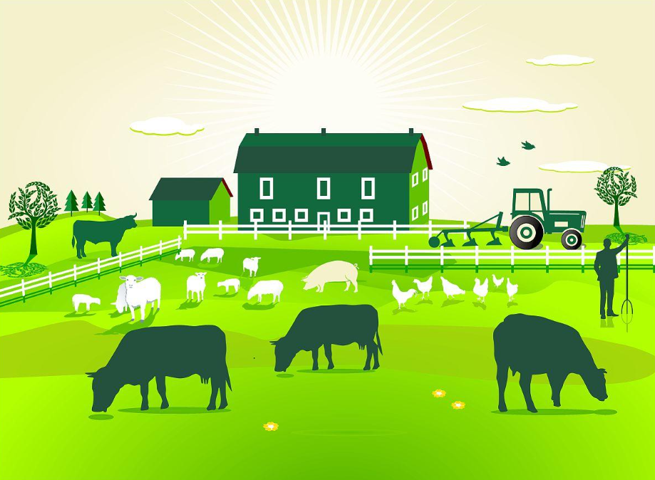 崆鹿堂绿色农场——以生态科技绘就农业可持续发展蓝图