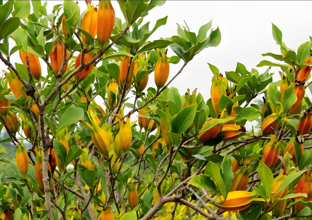 崆鹿堂健康观察：黄栀子泡水喝清热解毒美容养颜