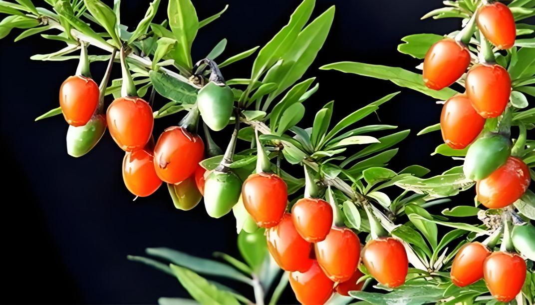 崆鹿堂健康观察：小小枸杞被视为滋补圣品