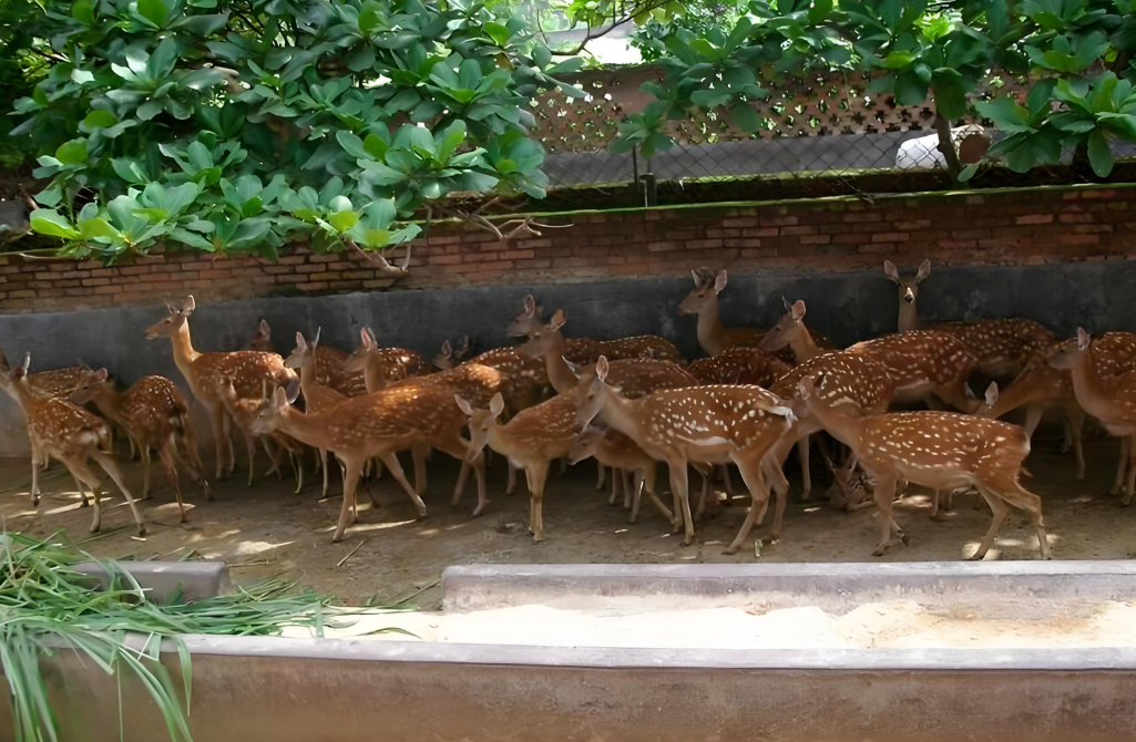崆鹿堂打造梅花鹿养殖生态新典范